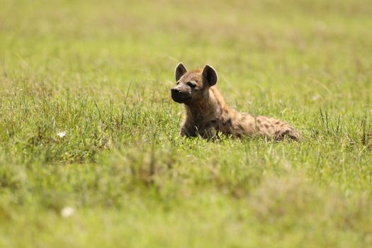 Wild Spotted Hyena In The Masai Mara, Kenya, Africa