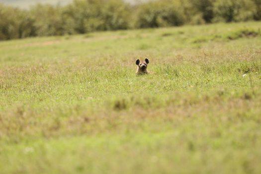 Wild Spotted Hyena In The Masai Mara, Kenya, Africa