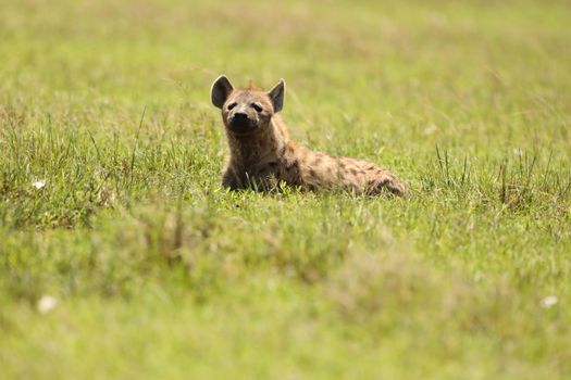 Wild Spotted Hyena In The Masai Mara, Kenya, Africa