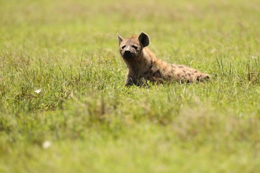 Wild Spotted Hyena In The Masai Mara, Kenya, Africa