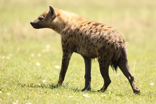 Wild Spotted Hyena In The Masai Mara, Kenya, Africa