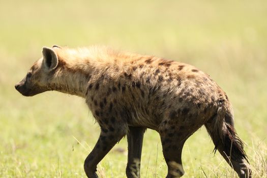 Wild Spotted Hyena In The Masai Mara, Kenya, Africa