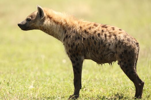 Wild Spotted Hyena In The Masai Mara, Kenya, Africa