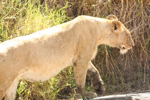 Lion Masai Mara Kenya Africa