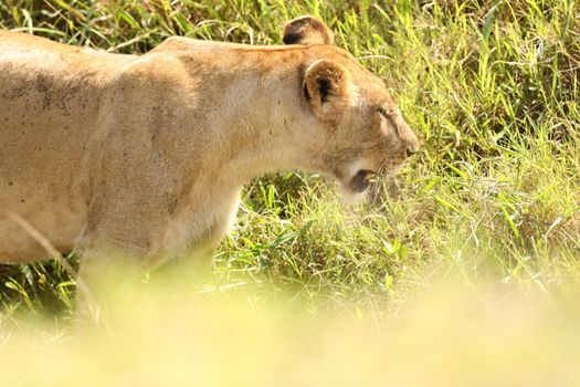 Lion Masai Mara Kenya Africa