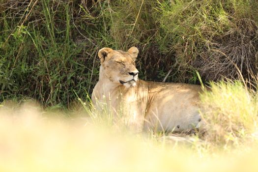Lion Masai Mara Kenya Africa