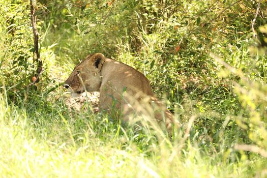 Lion Masai Mara Kenya Africa