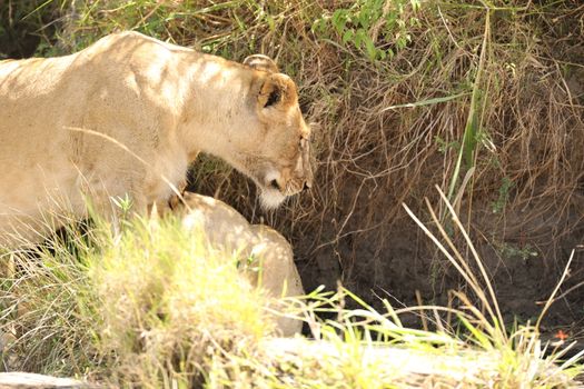 Lion Masai Mara Kenya Africa