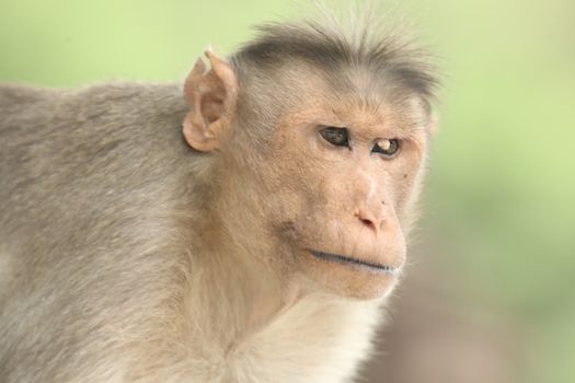 Monkey on the Temple wall