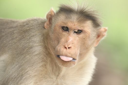 Monkey on the Temple wall