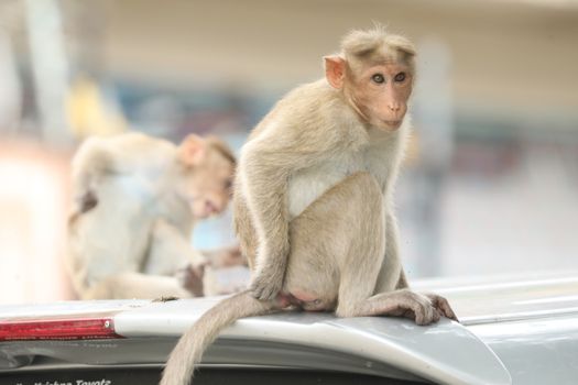 Monkey on the Temple wall