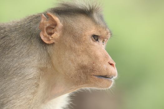 Monkey on the Temple wall