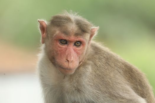Monkey on the Temple wall