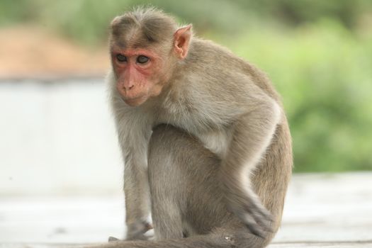 Monkey on the Temple wall