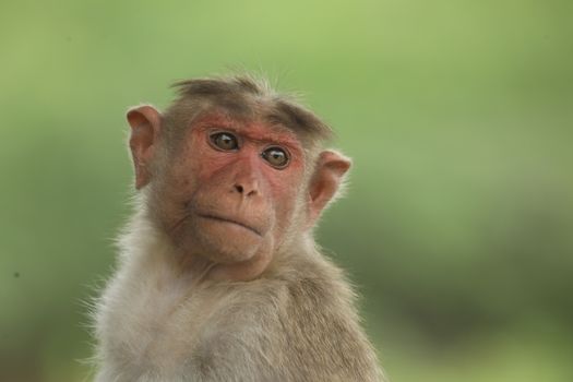 Monkey on the Temple wall