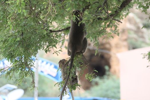 Monkey on the Temple wall