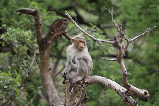 Monkey on the Temple wall