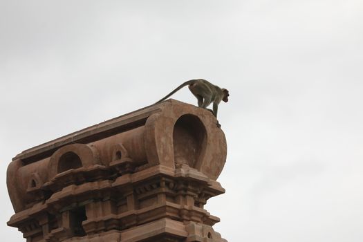 Monkey on the Temple wall