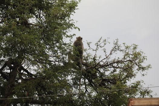 Monkey on the Temple wall