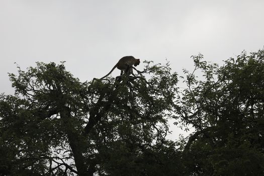 Monkey on the Temple wall
