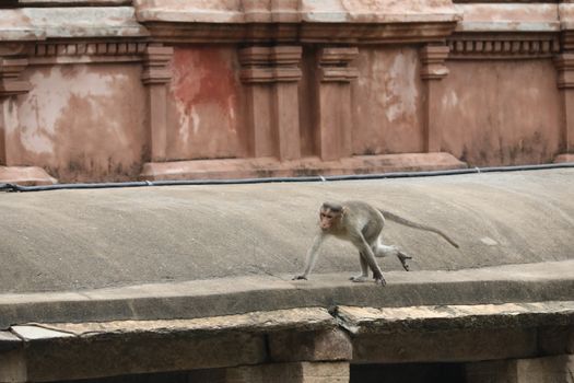 Monkey on the Temple wall