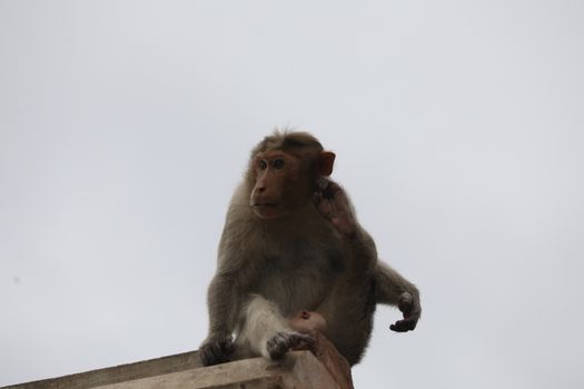 Monkey on the Temple wall