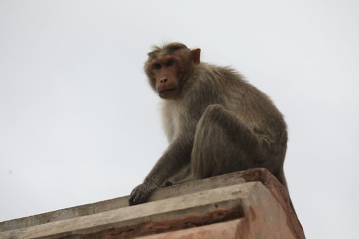 Monkey on the Temple wall