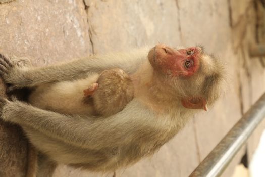Monkey on the Temple wall