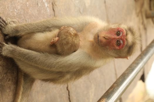 Monkey on the Temple wall