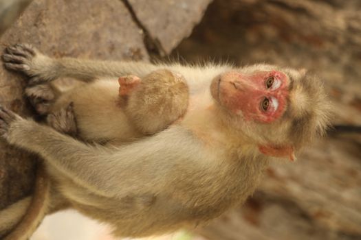 Monkey on the Temple wall