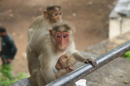 Monkey on the Temple wall