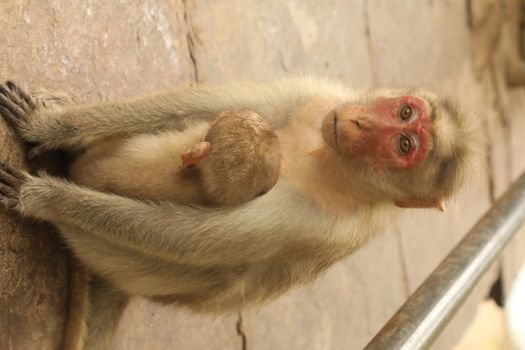 Monkey on the Temple wall