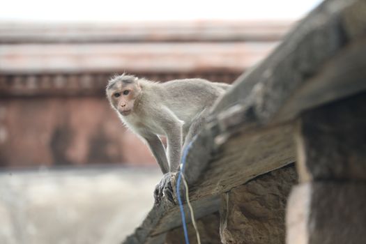 Monkey on the Temple wall