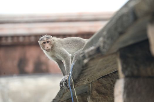 Monkey on the Temple wall