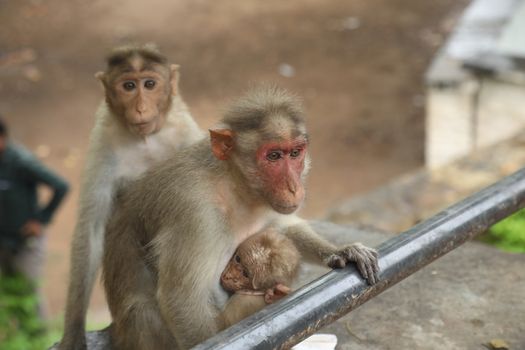 Monkey on the Temple wall