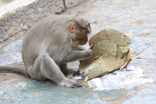 Monkey on the Temple wall