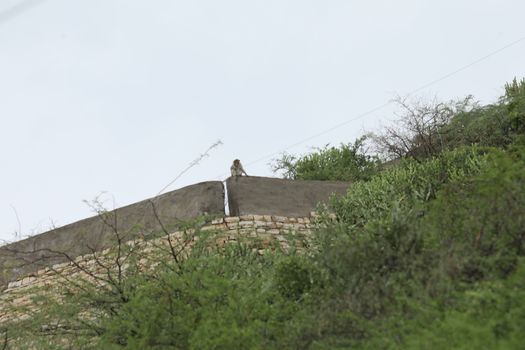 Monkey on the Temple wall