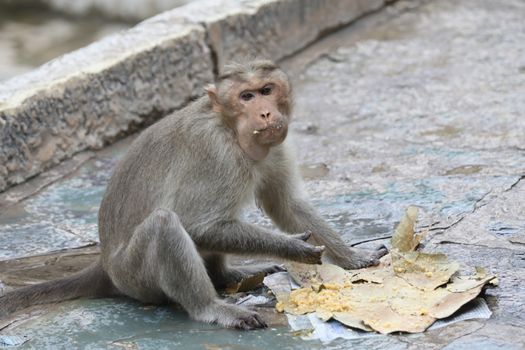 Monkey on the Temple wall