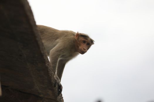 Monkey on the Temple wall