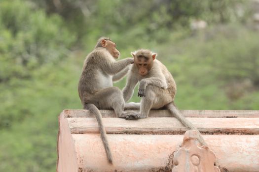 Monkey on the Temple wall