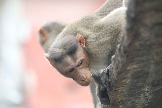 Monkey on the Temple wall
