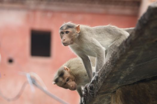 Monkey on the Temple wall