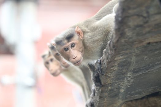 Monkey on the Temple wall