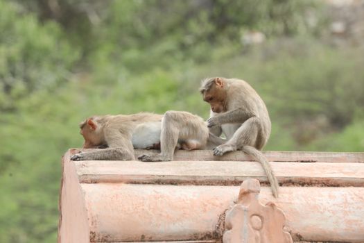 Monkey on the Temple wall