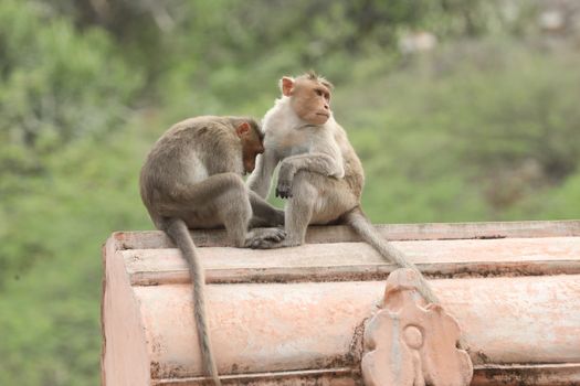 Monkey on the Temple wall
