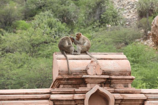 Monkey on the Temple wall
