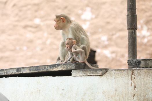 Monkey on the Temple wall