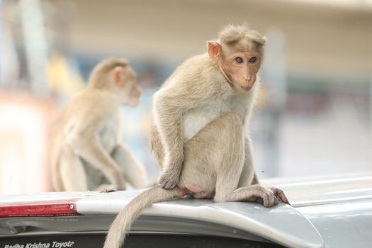 Monkey on the Temple wall
