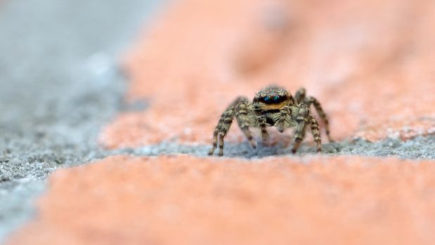 Jumping spider Marpissa muscosa on a brick wall, selective focus