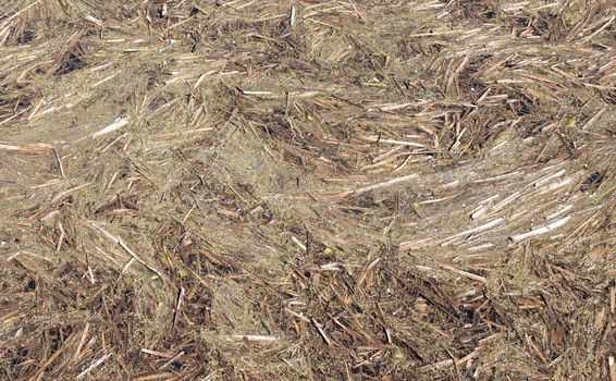 Plant residues in a dutch ditch, Friesland